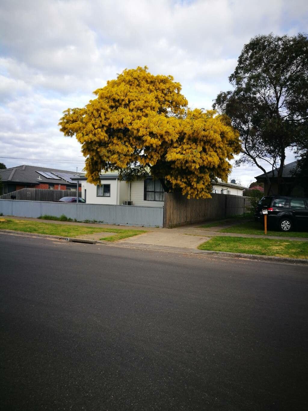 Acacia di Bailey 15