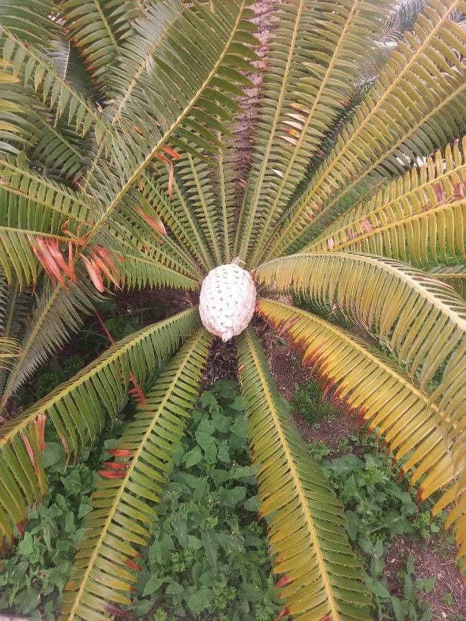 Dioon 2