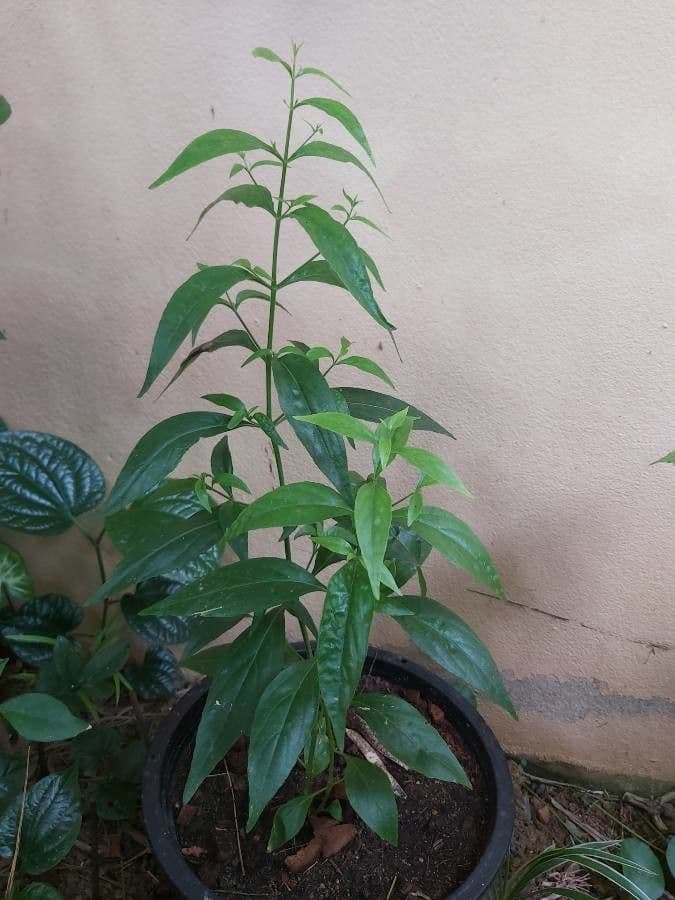 Andrographis paniculata 14