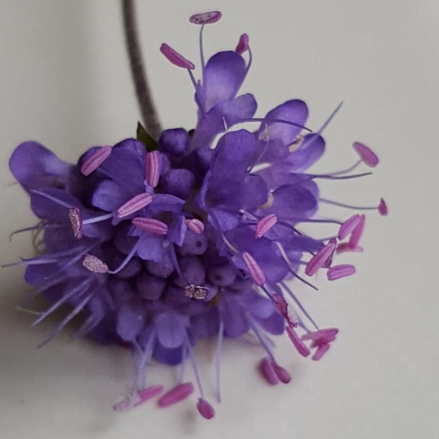 Succisa 8