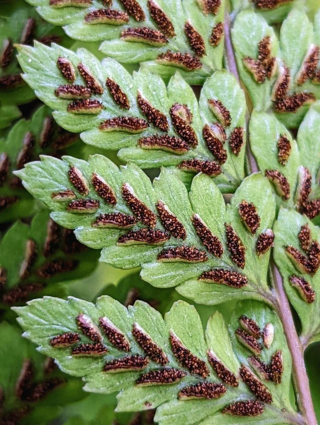 Athyrium 4