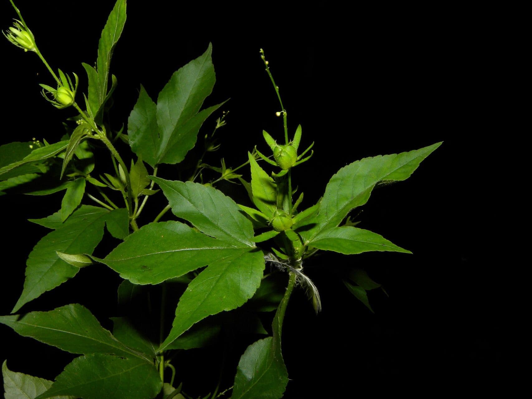 Croton lobato 12