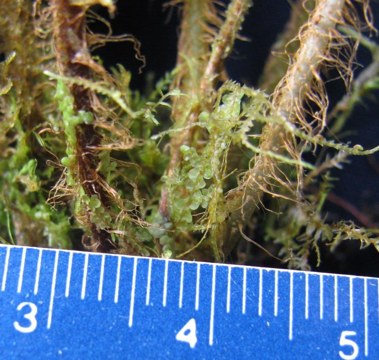 Elaphoglossum 5