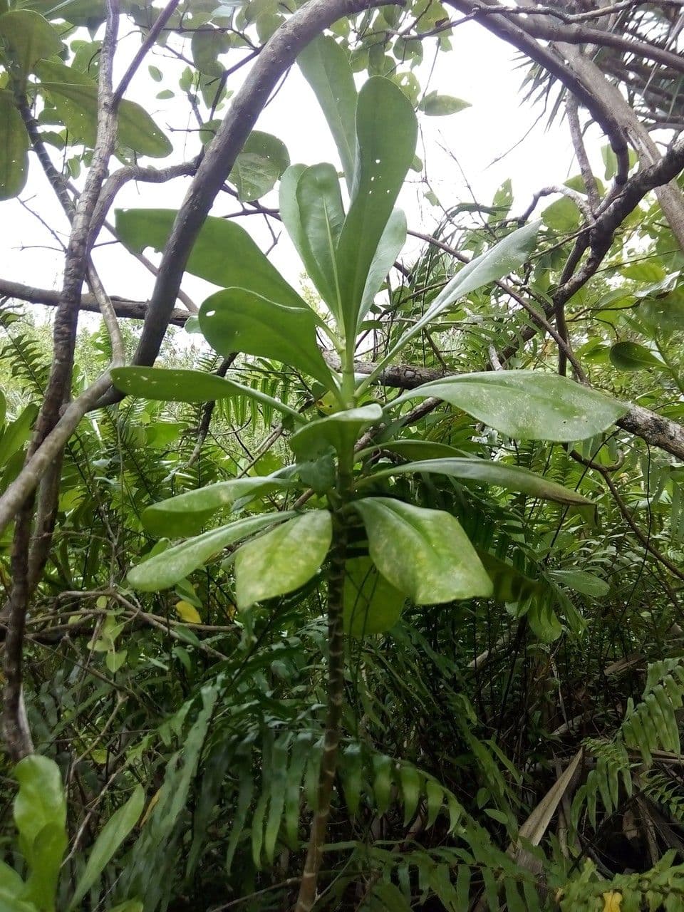 Scaevola taccada 28