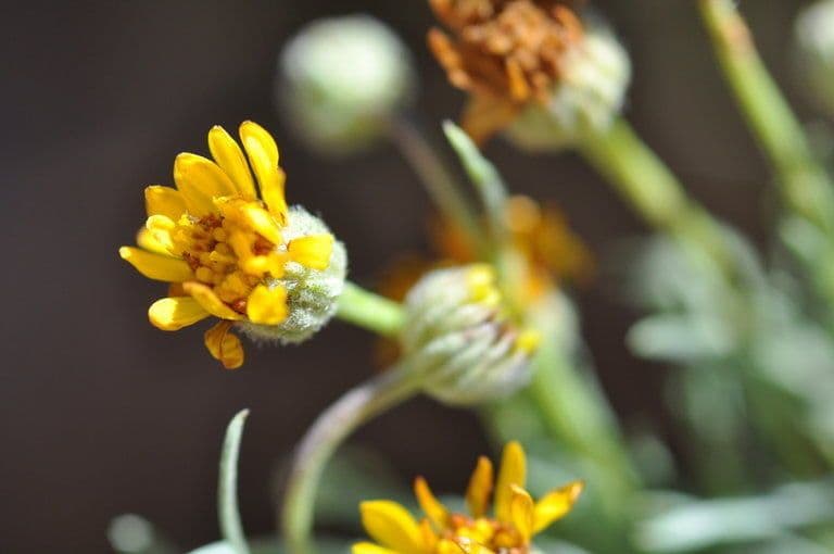 Erigeron 2