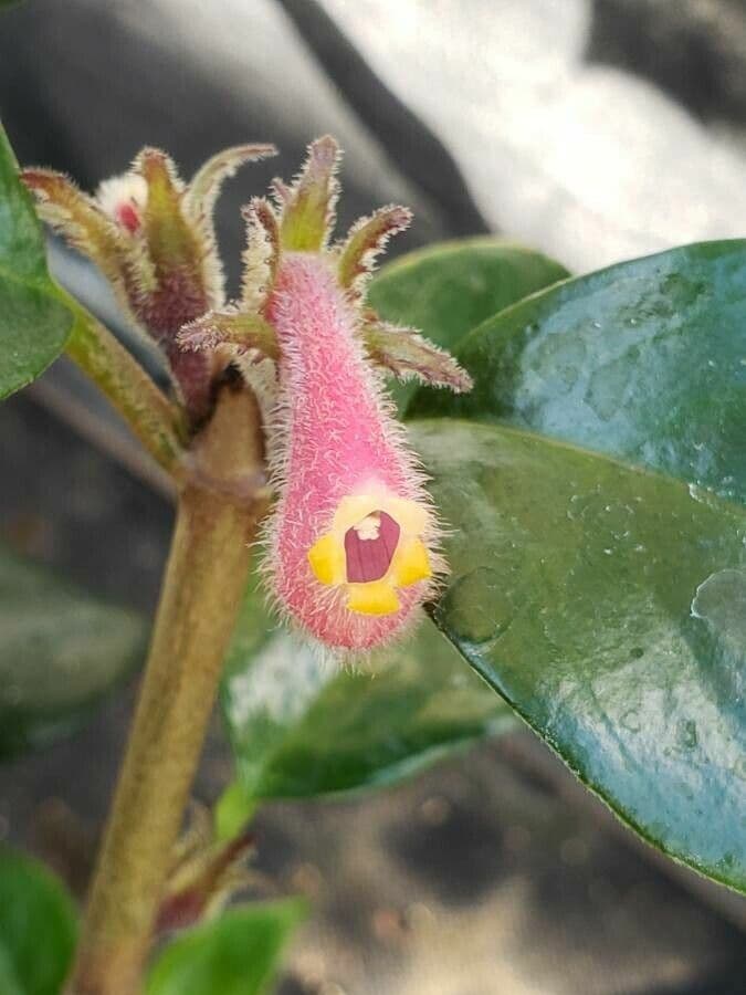 Nematanthus maculato