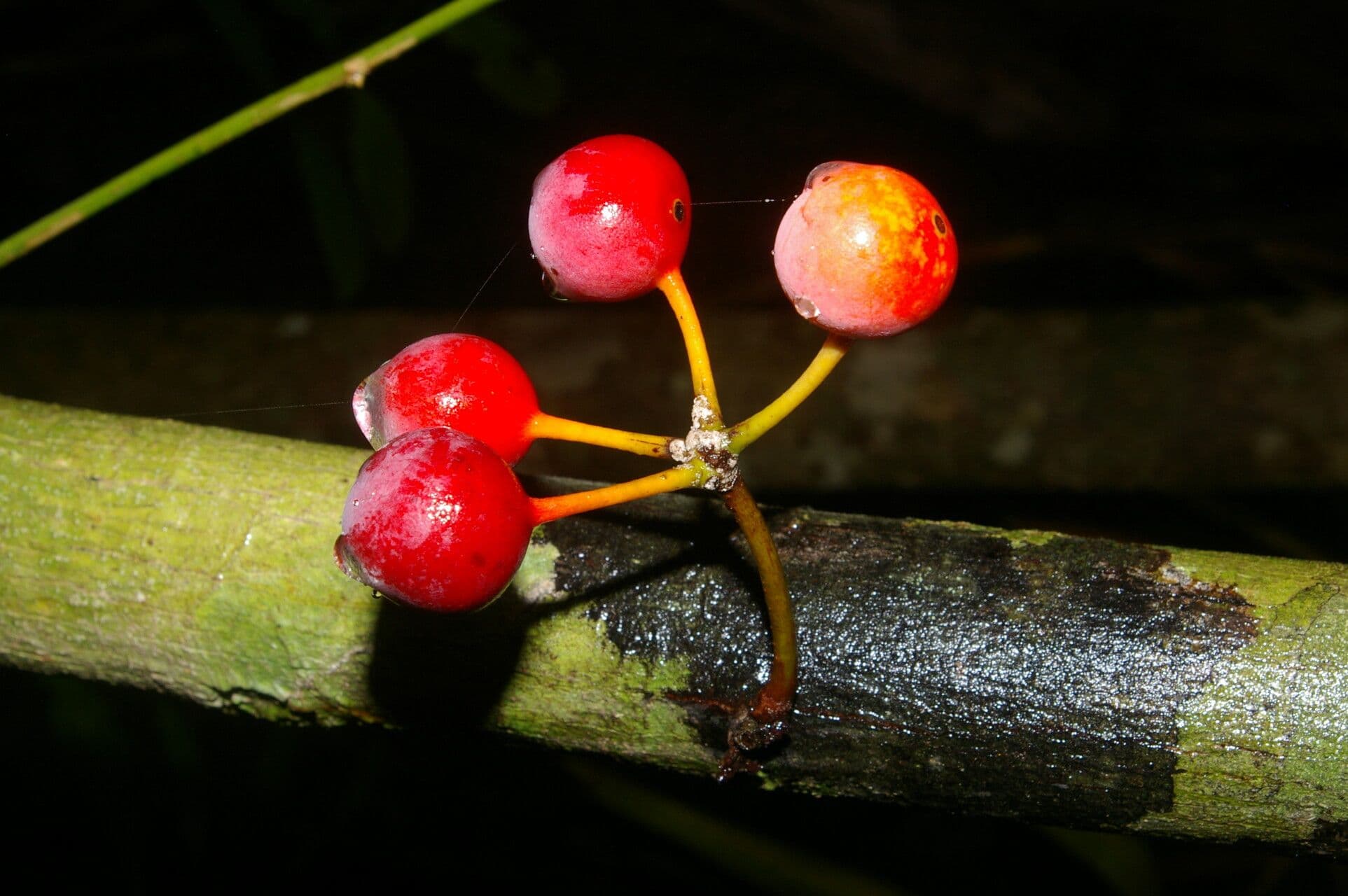 Unonopsis osae