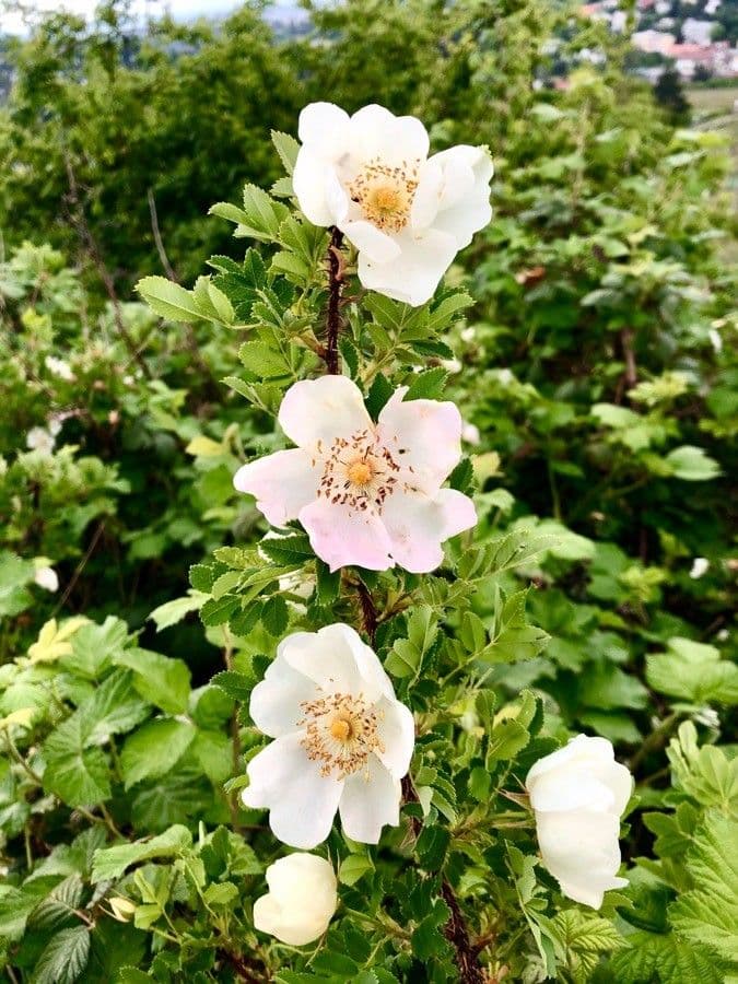 Corymb rose 8