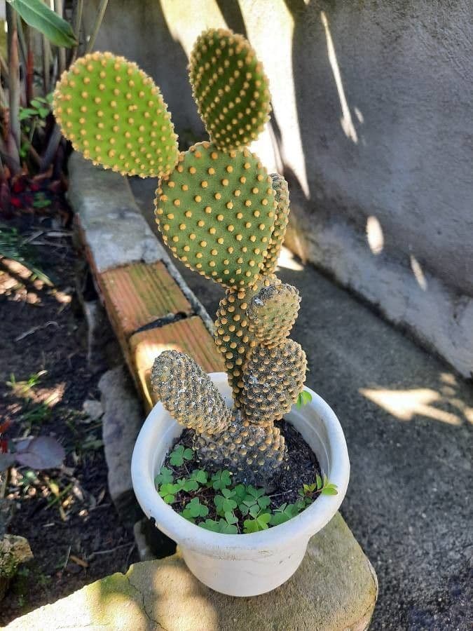Nopal 9