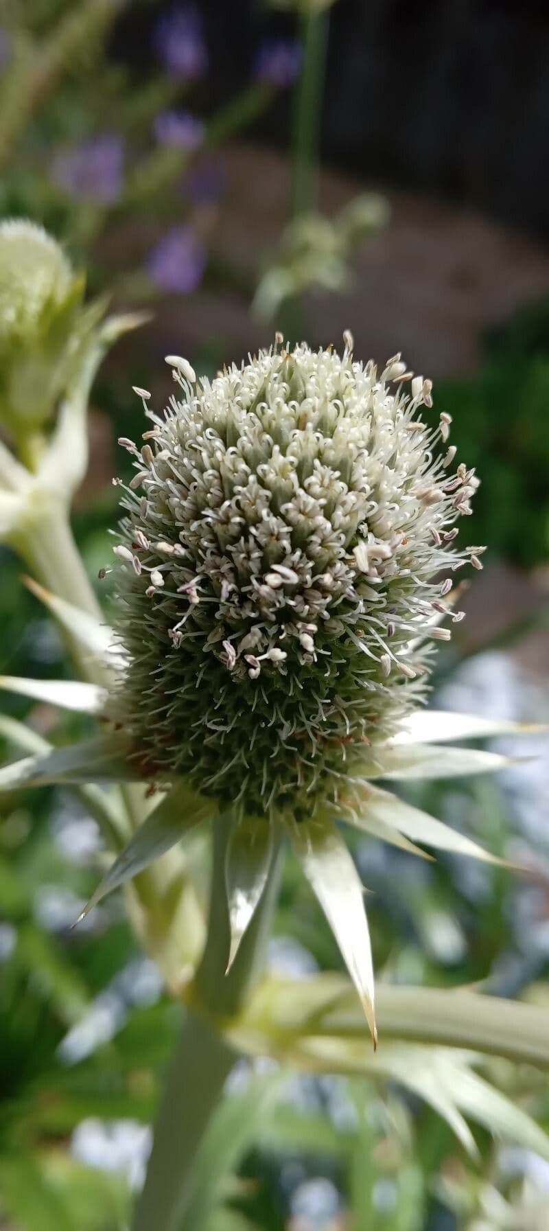 Panicaut 6