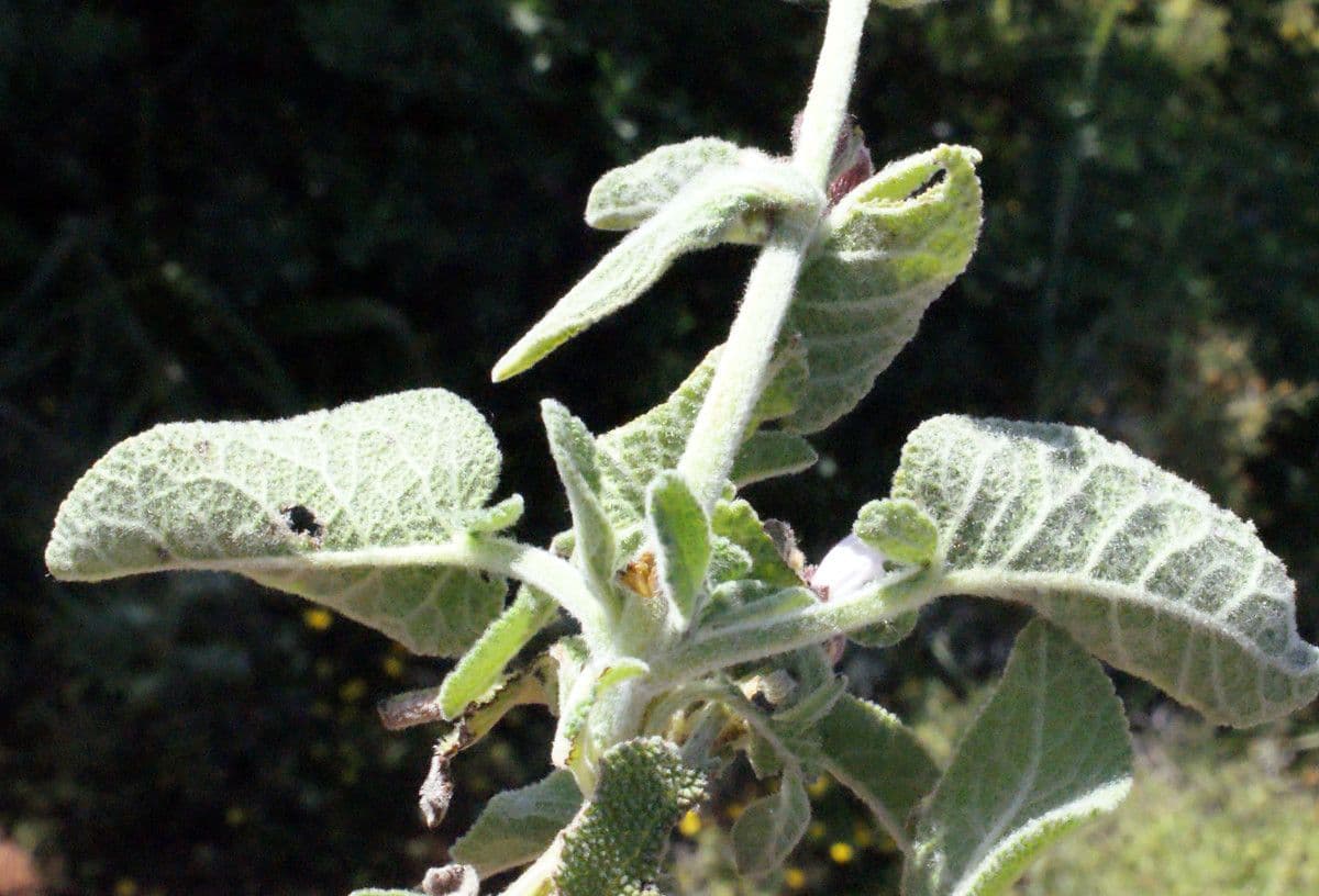 Salvia 14