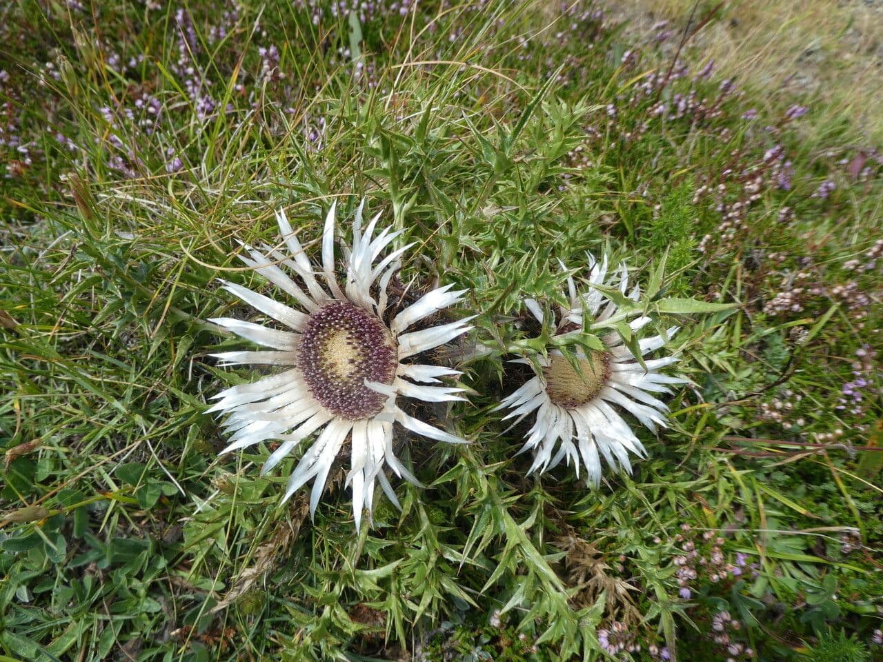 Silberdistel 15