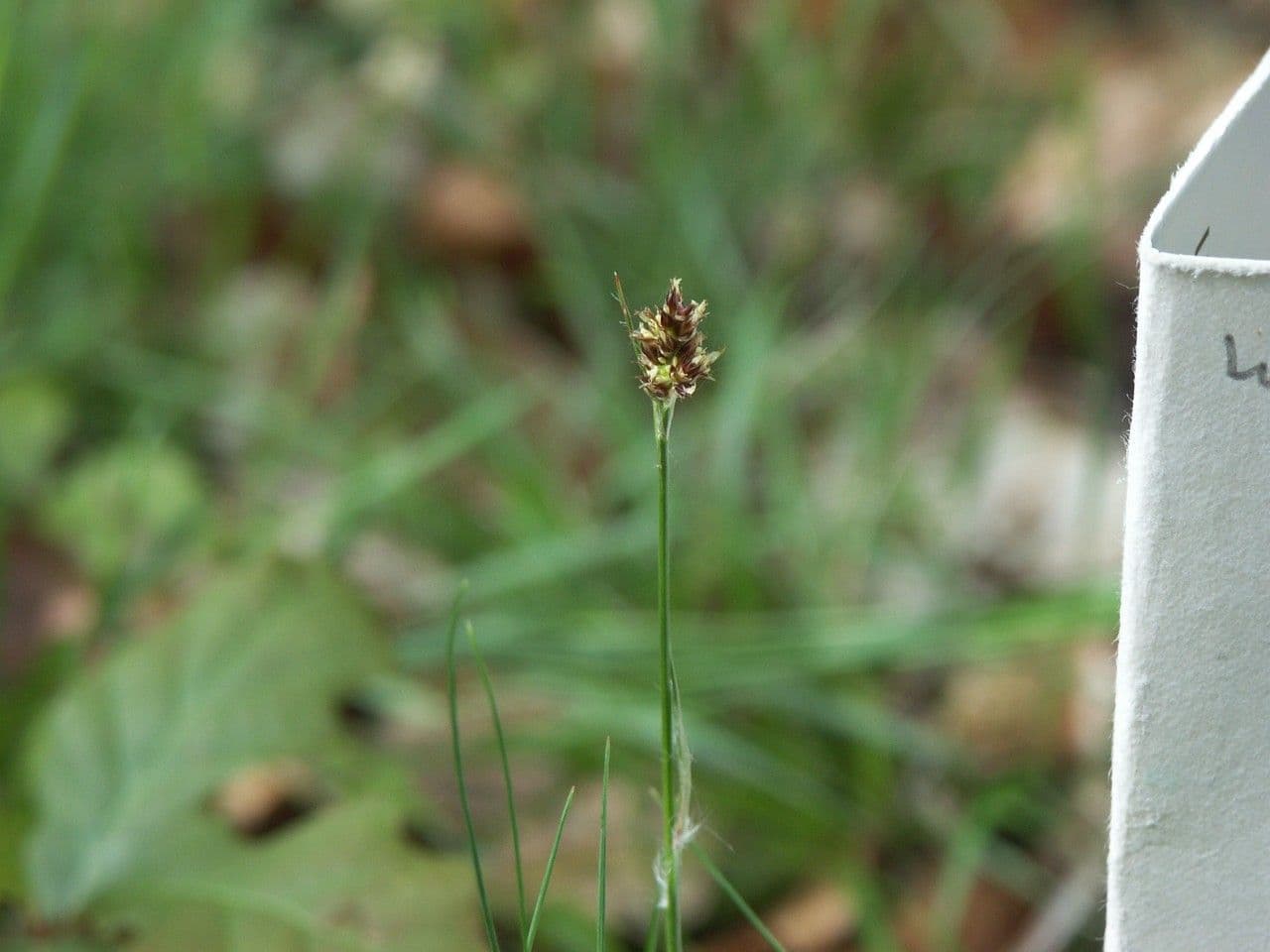 Luzule condensée 18
