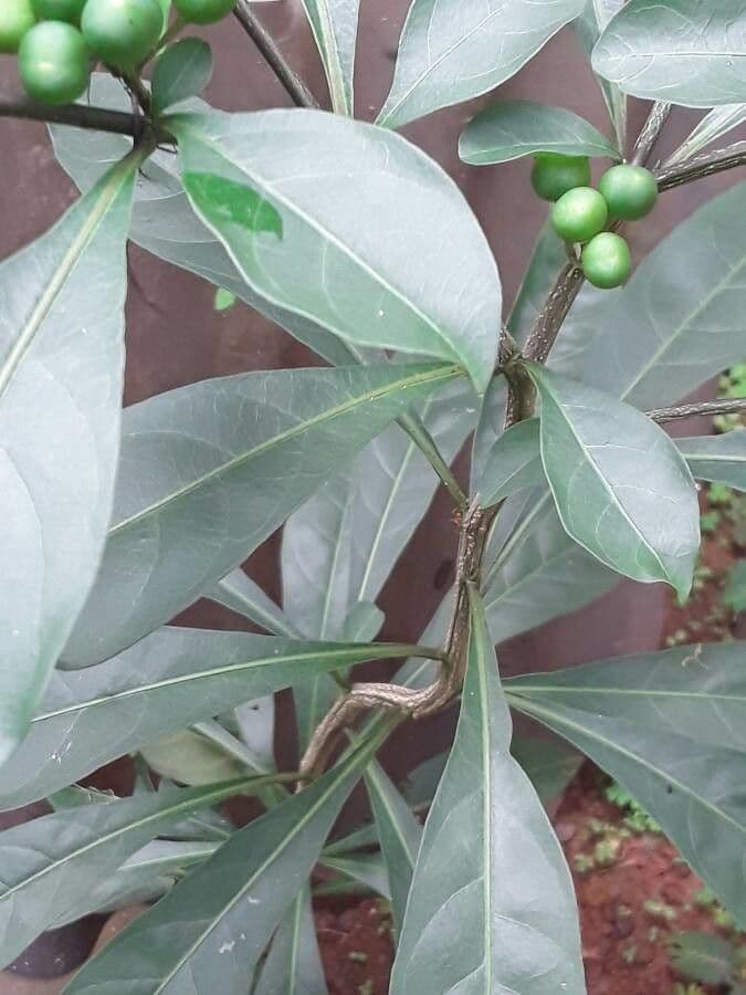Solano de dos hojas 22