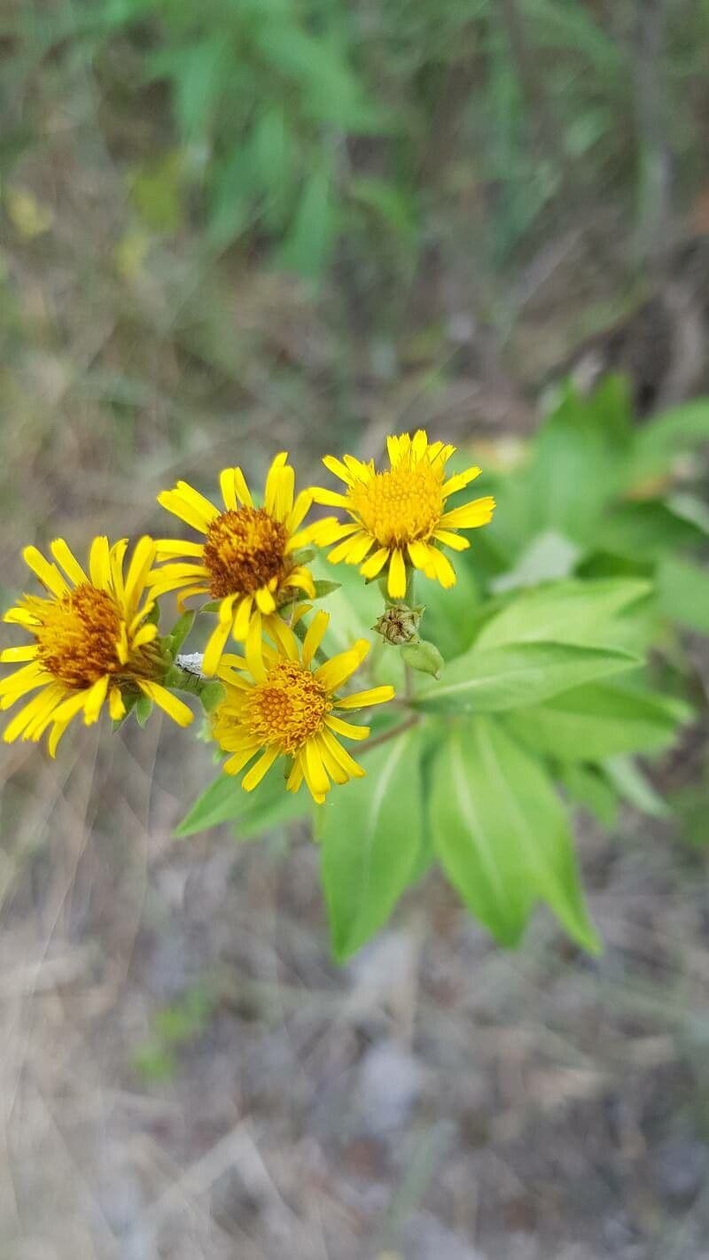 Inula svizzera
