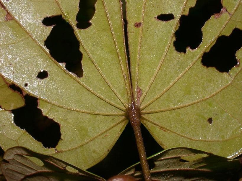 Schnella 15