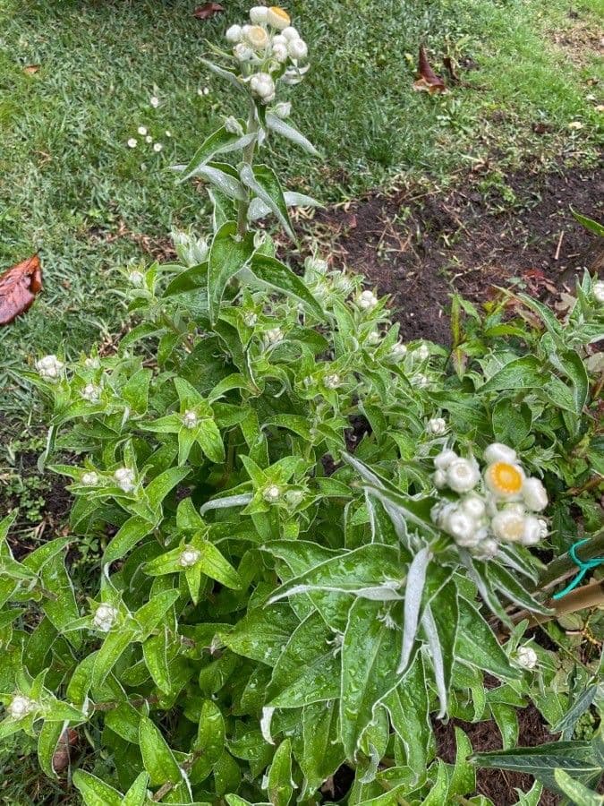 Stinkende Strohblume 9