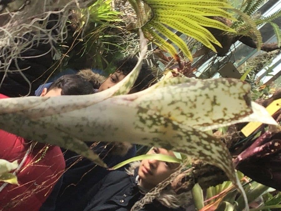 Billbergia