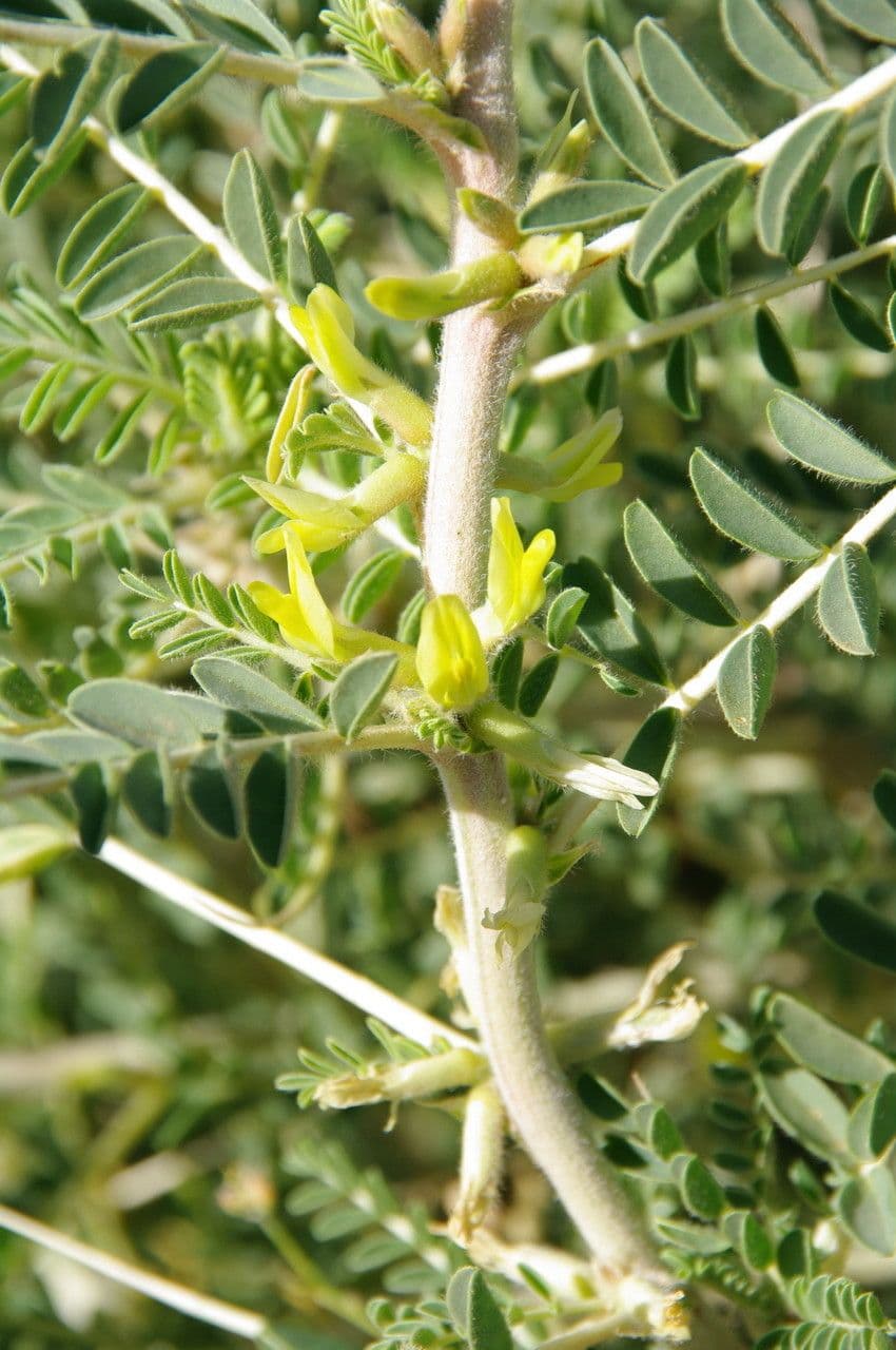 Astragalo 7