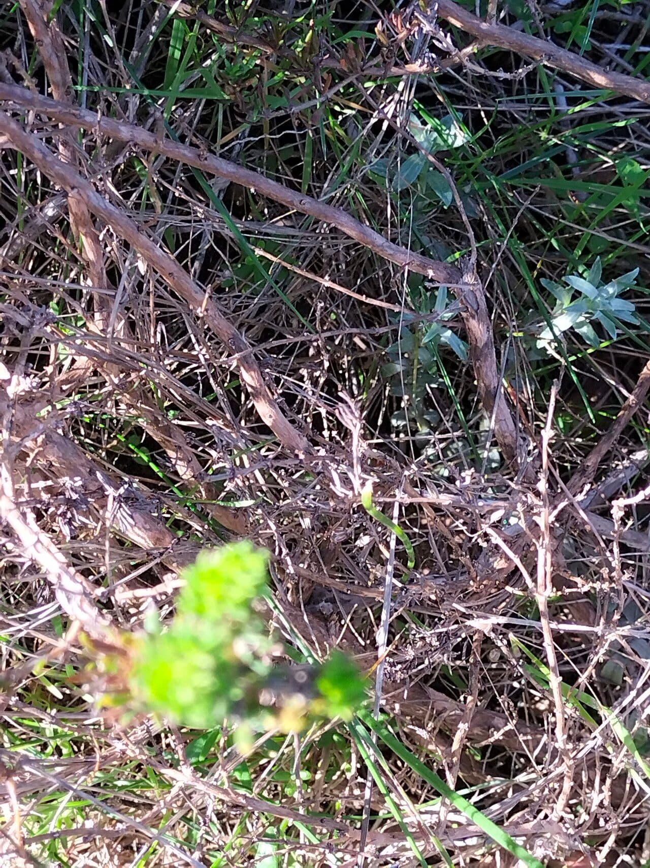 Anthospermum aethiopicum 3