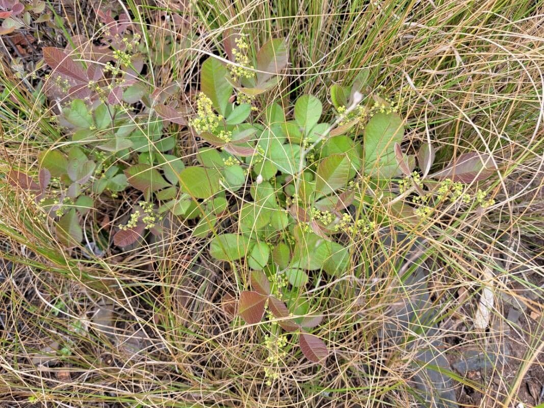 Paullinia pinnata 12
