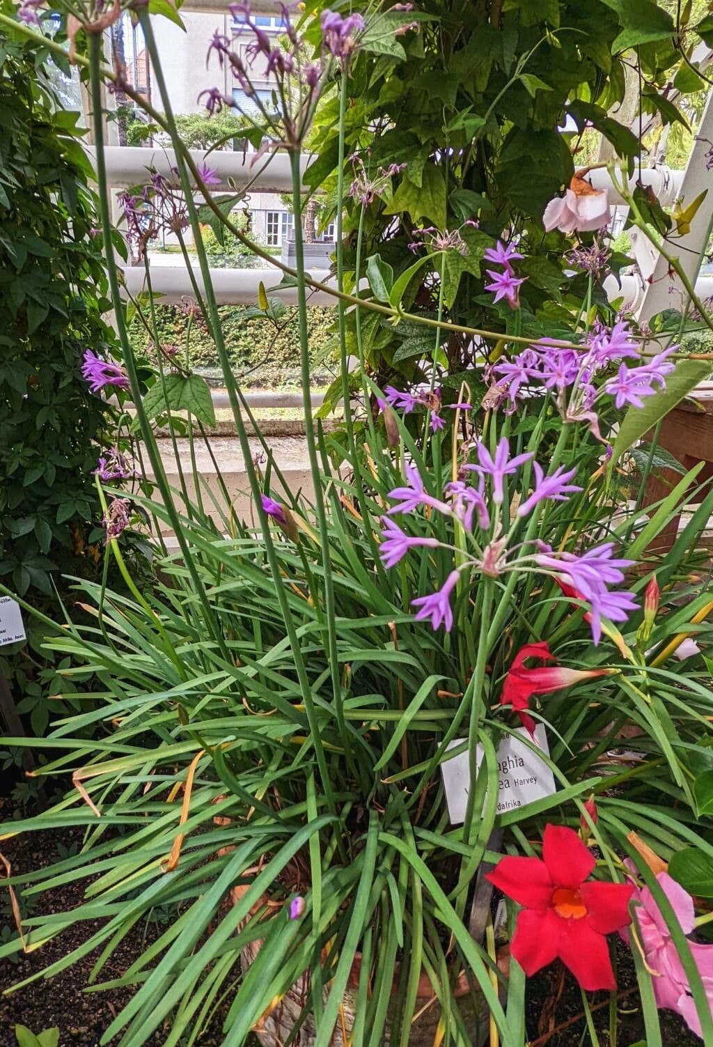 Tulbaghia 15
