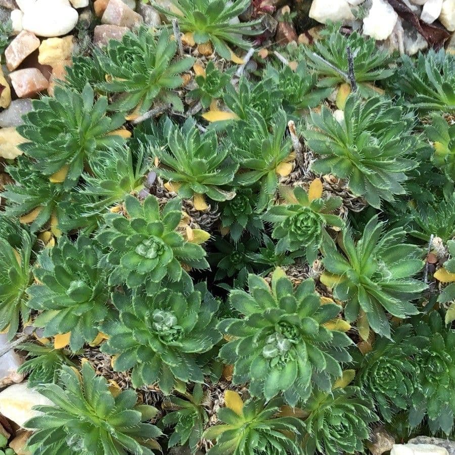 Draba dedeana 7