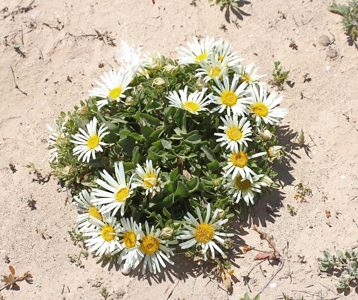 Asteriscus 2