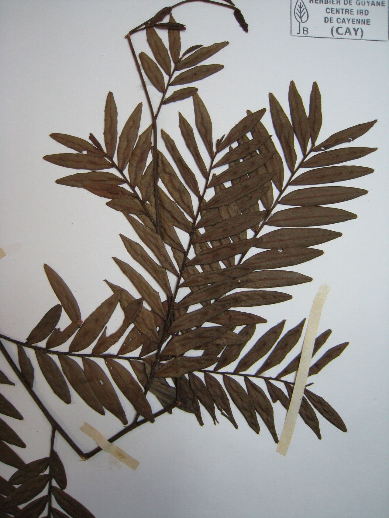 Xylopia