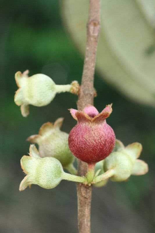 Bellucia grossularioide 10