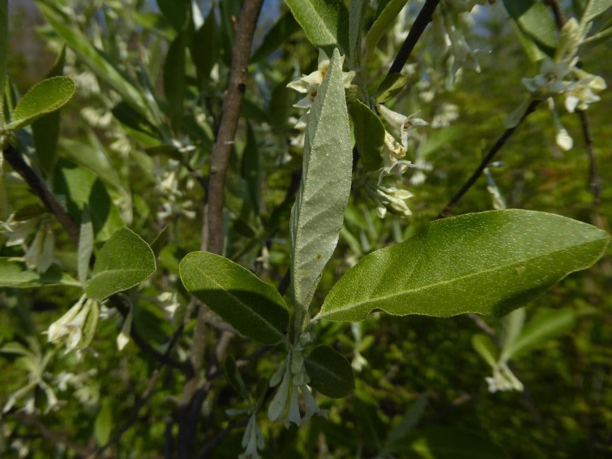 Elaeagnus multiflora 16