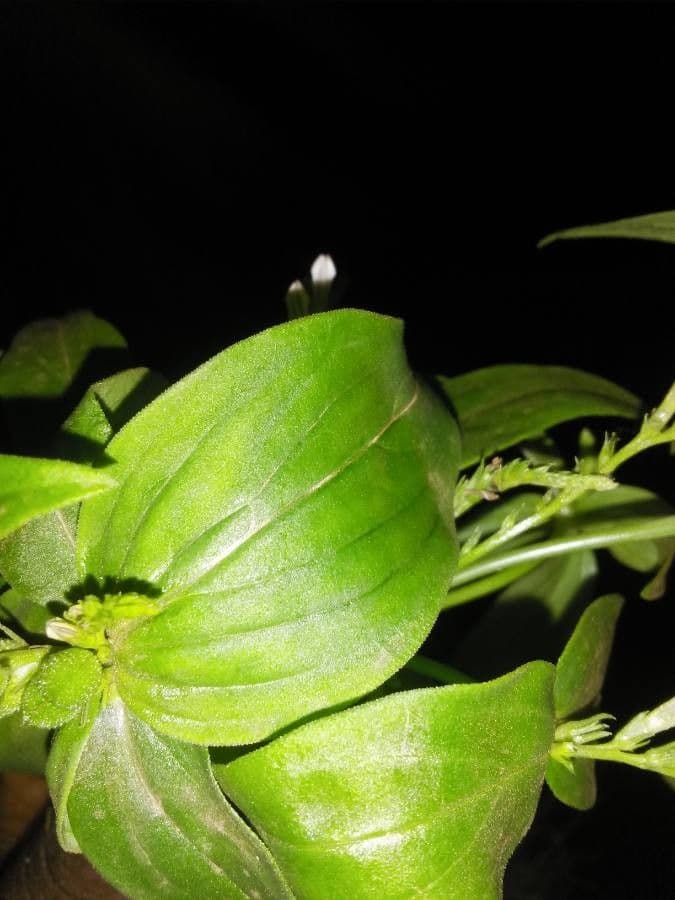 Spigelia 19