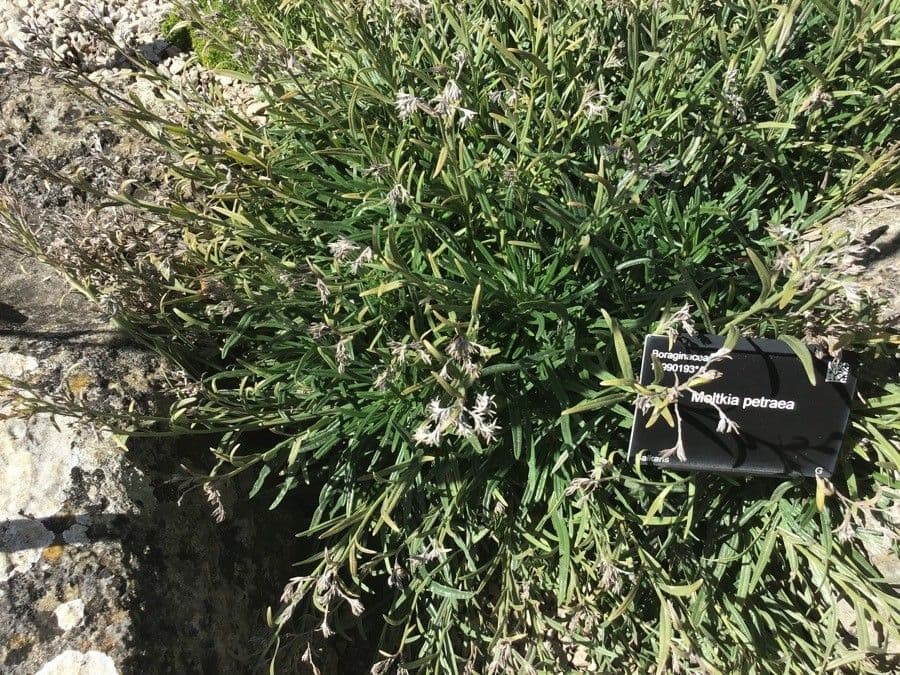 Moltkia 10