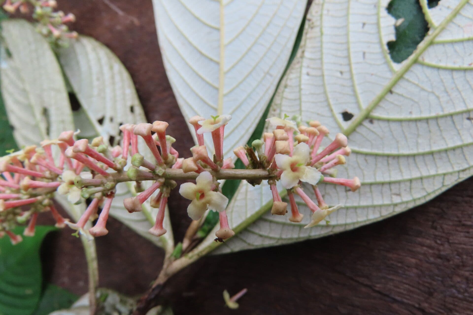 Arachnothryx buddlejovitý 4
