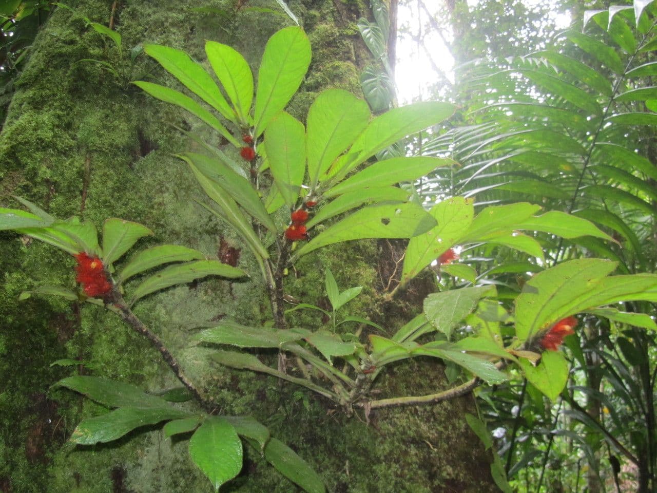Columnea 13
