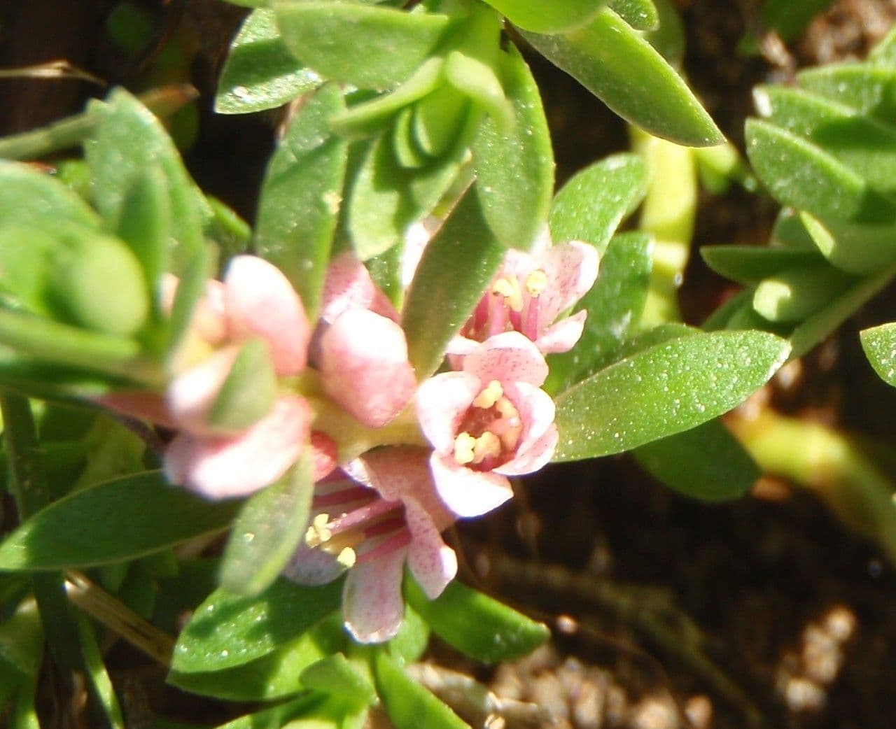 Erba de latti 5