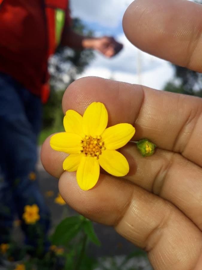 Aldama dentata 2