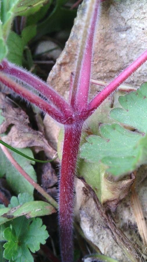 Géranium à feuilles rondes 24