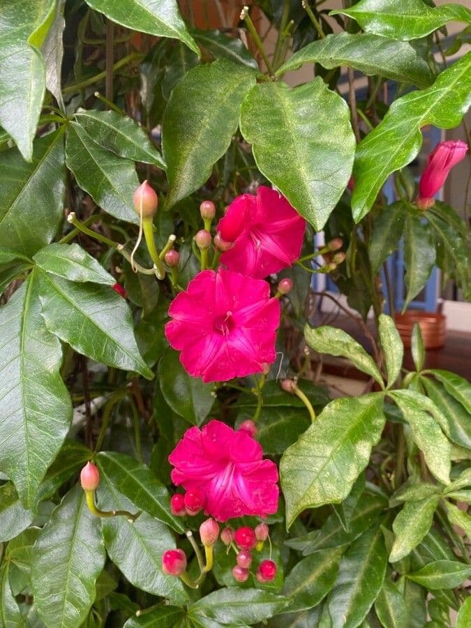 Ipomoea horsfalliae 4