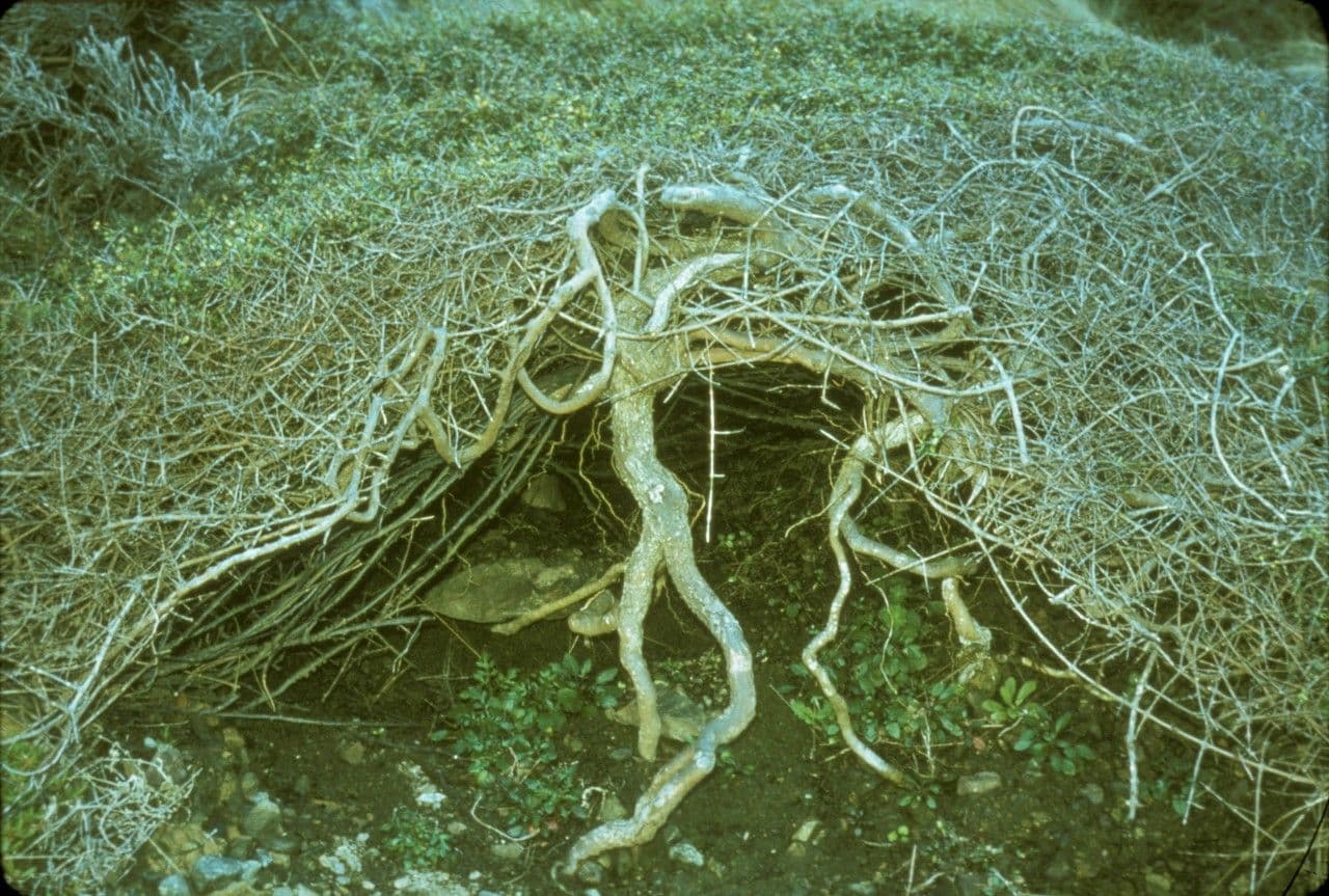 Coprosma Propinqua 3