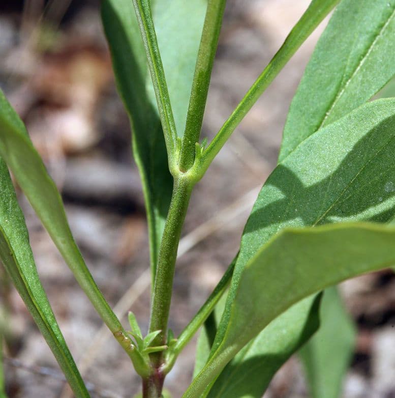 Penstemon esile 13