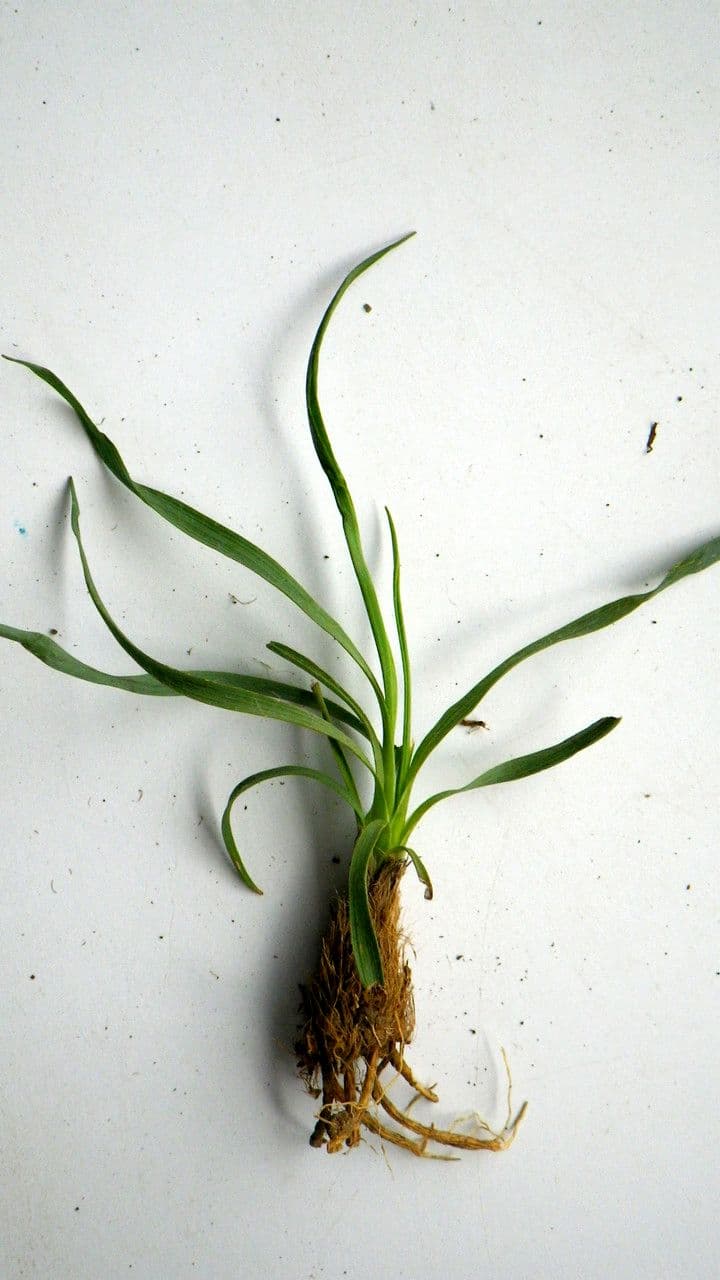Ranunculus gramineus 24