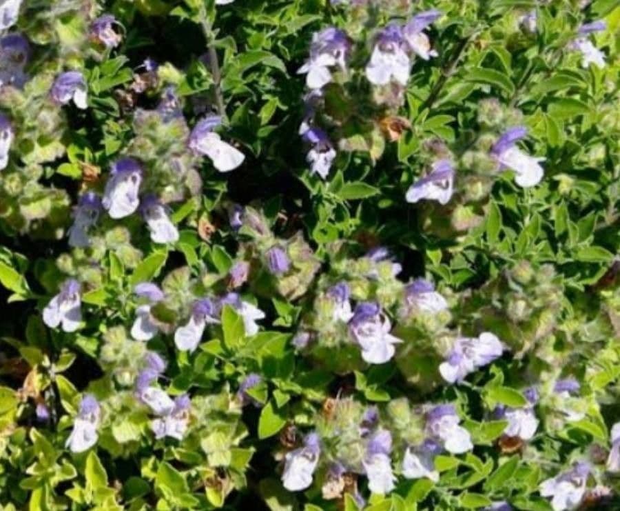 Salvia