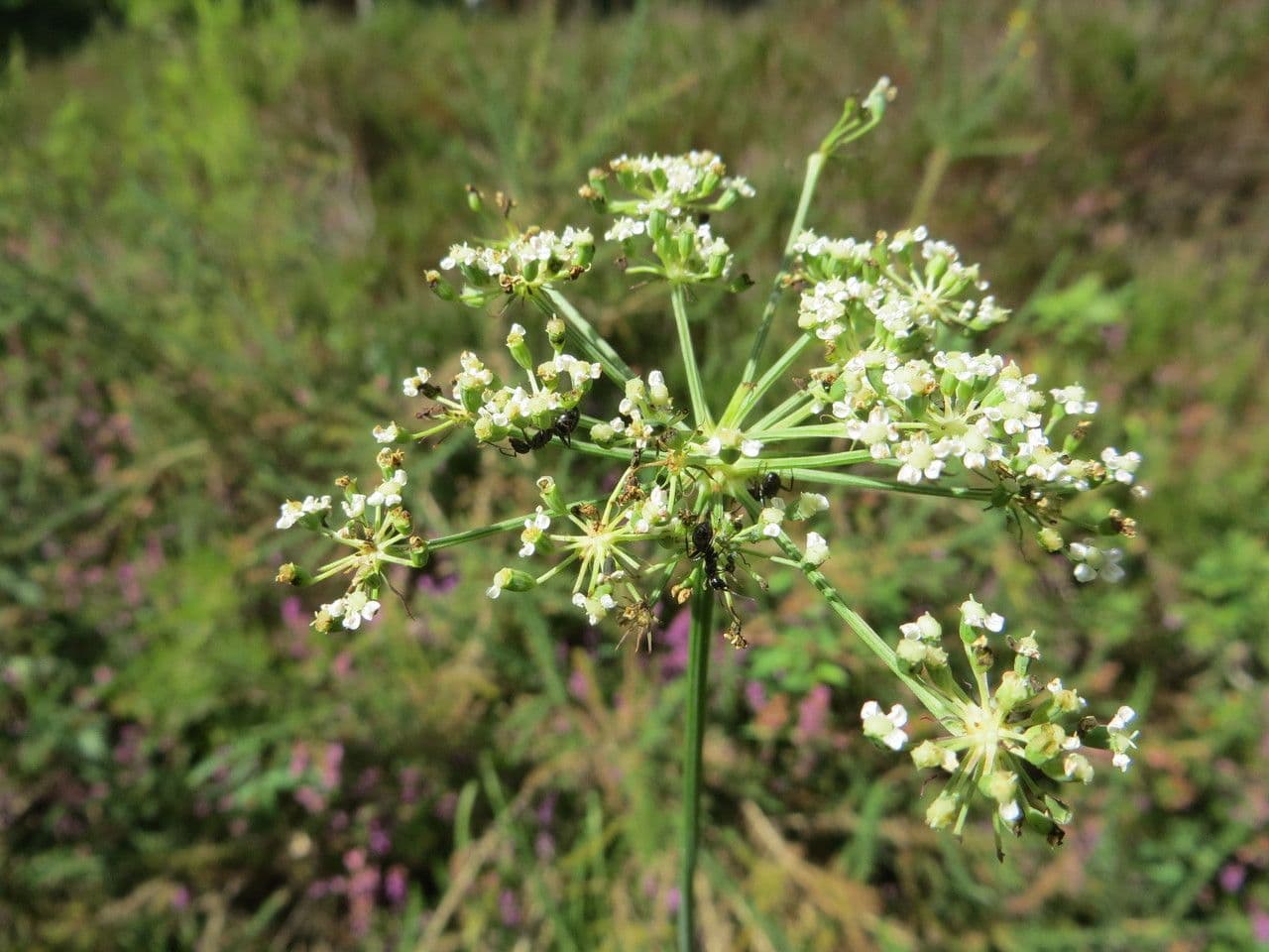 Peucedano gallico 6