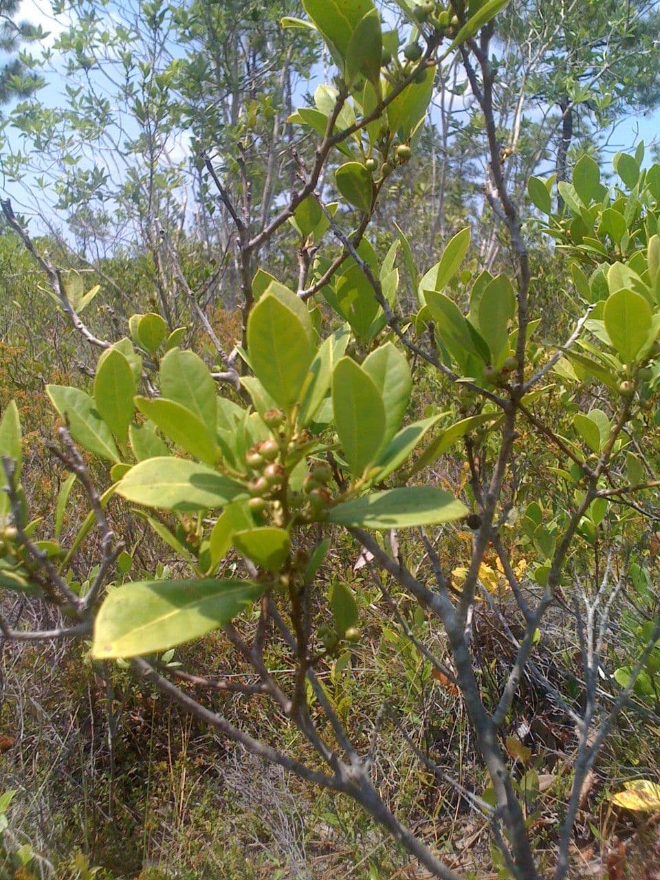 Ilex glabra 15