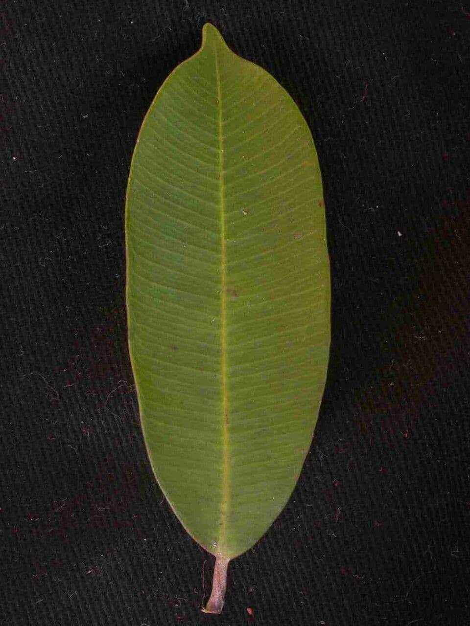 Hancornia 6