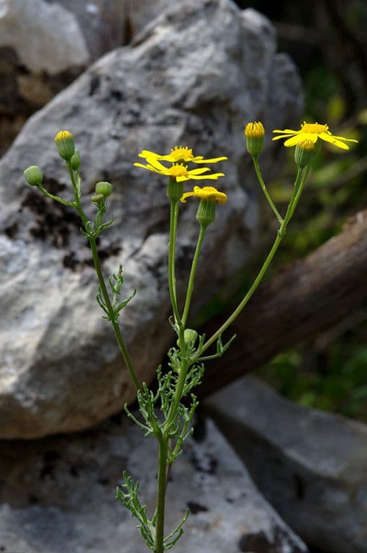 Senecio 27