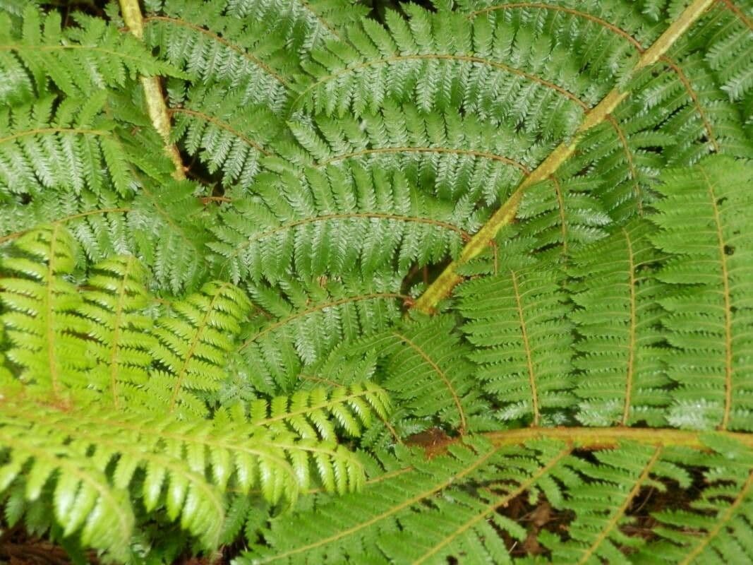 Cyathea 4