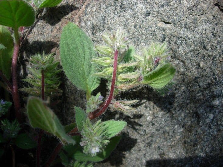 Phacelia 6