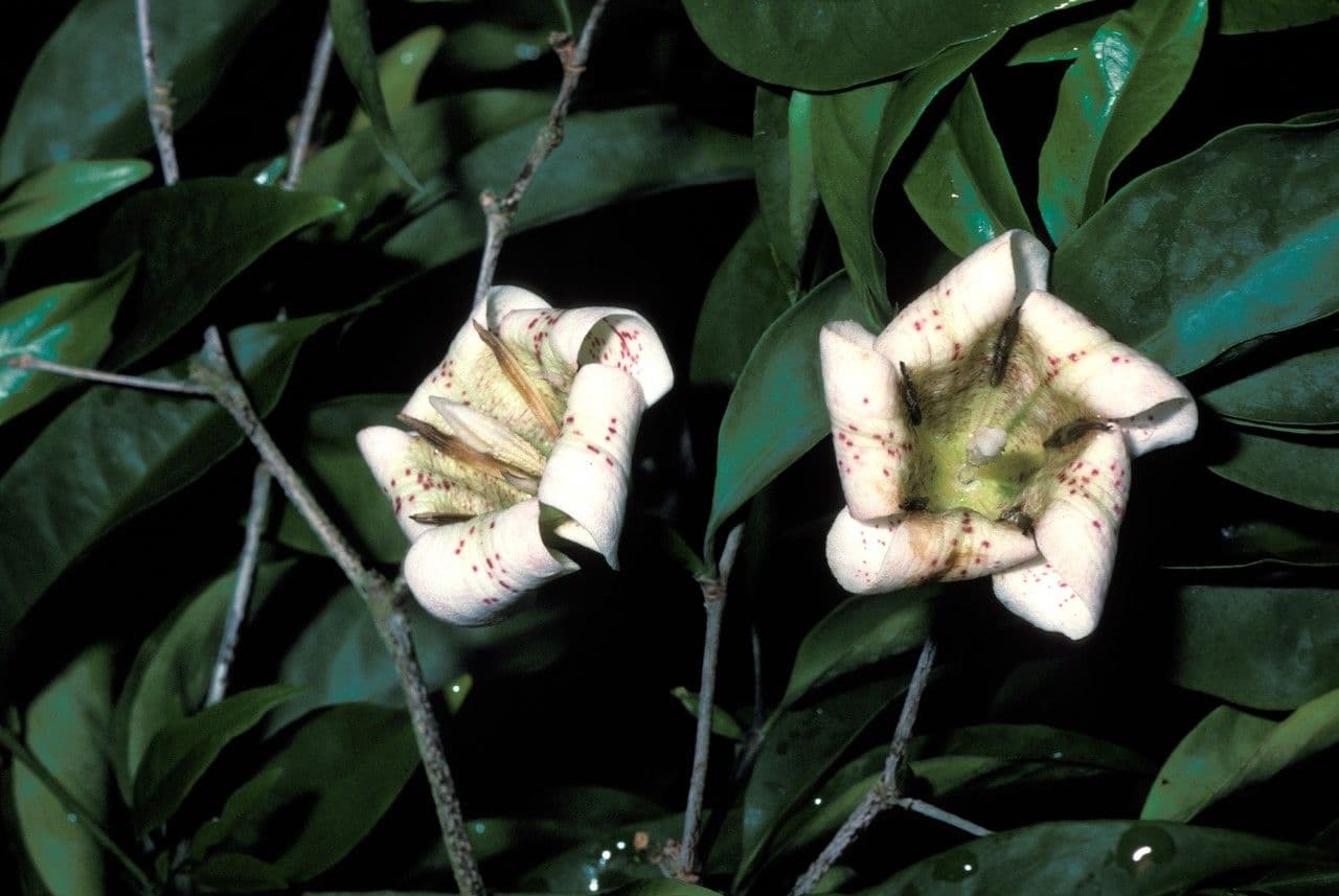 Rothmannia Annae